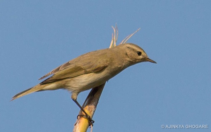 Common Chiffchaff